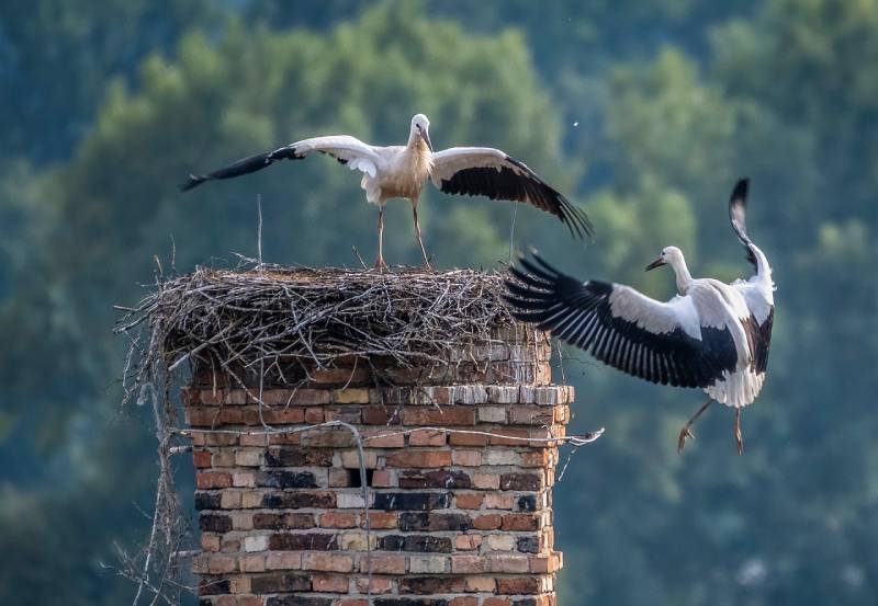 Professional Chimney Animal Removal Services in Sutton, Massachusetts