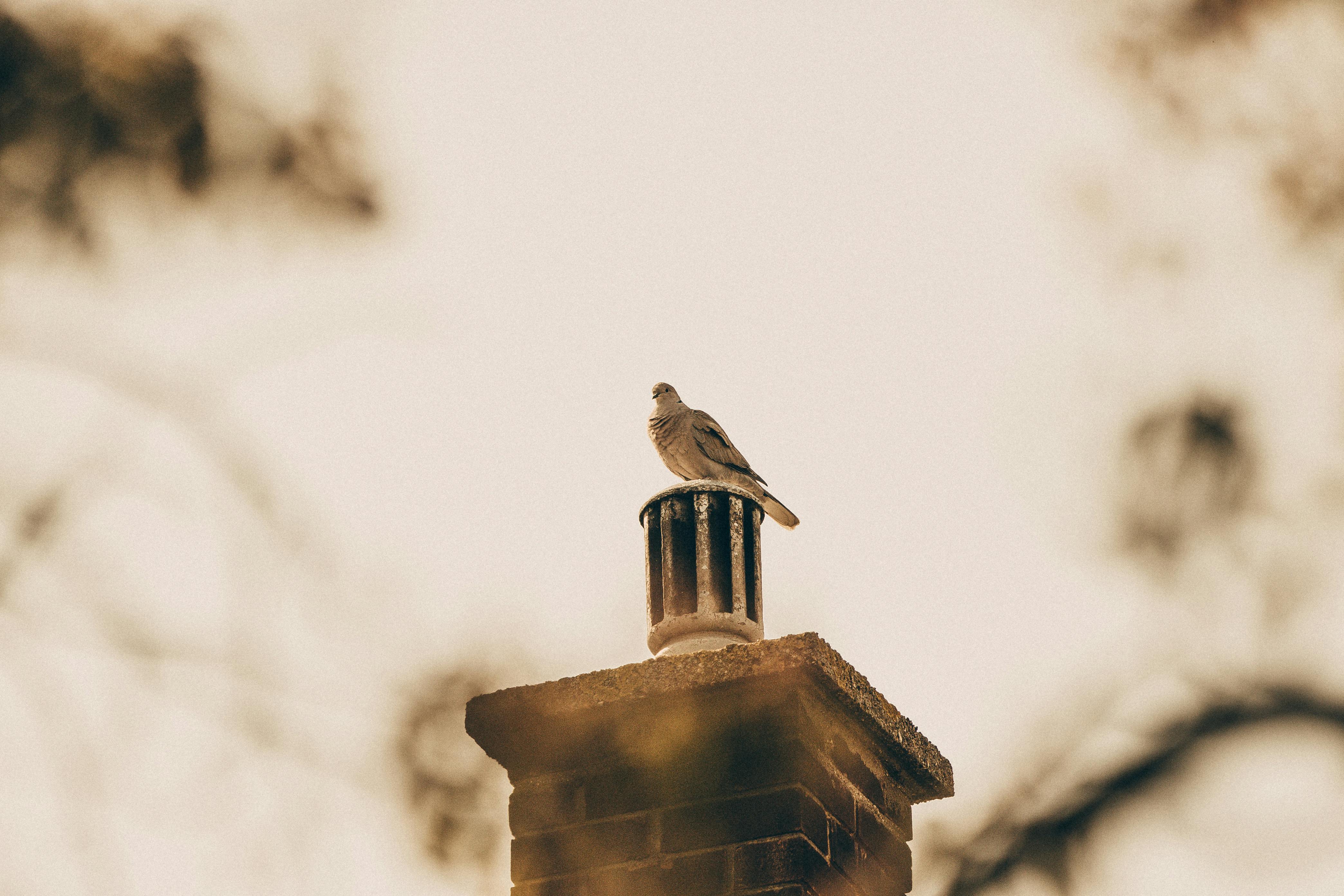 Expert Chimney Cap Installation in Sutton, Massachusetts